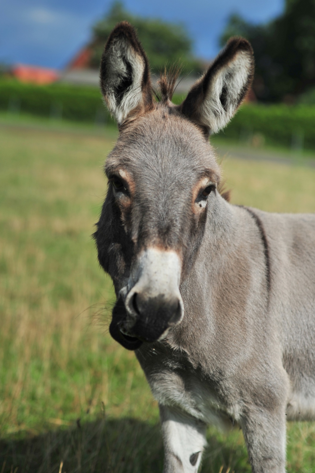 Der Esel ist ein treuer Begleiter