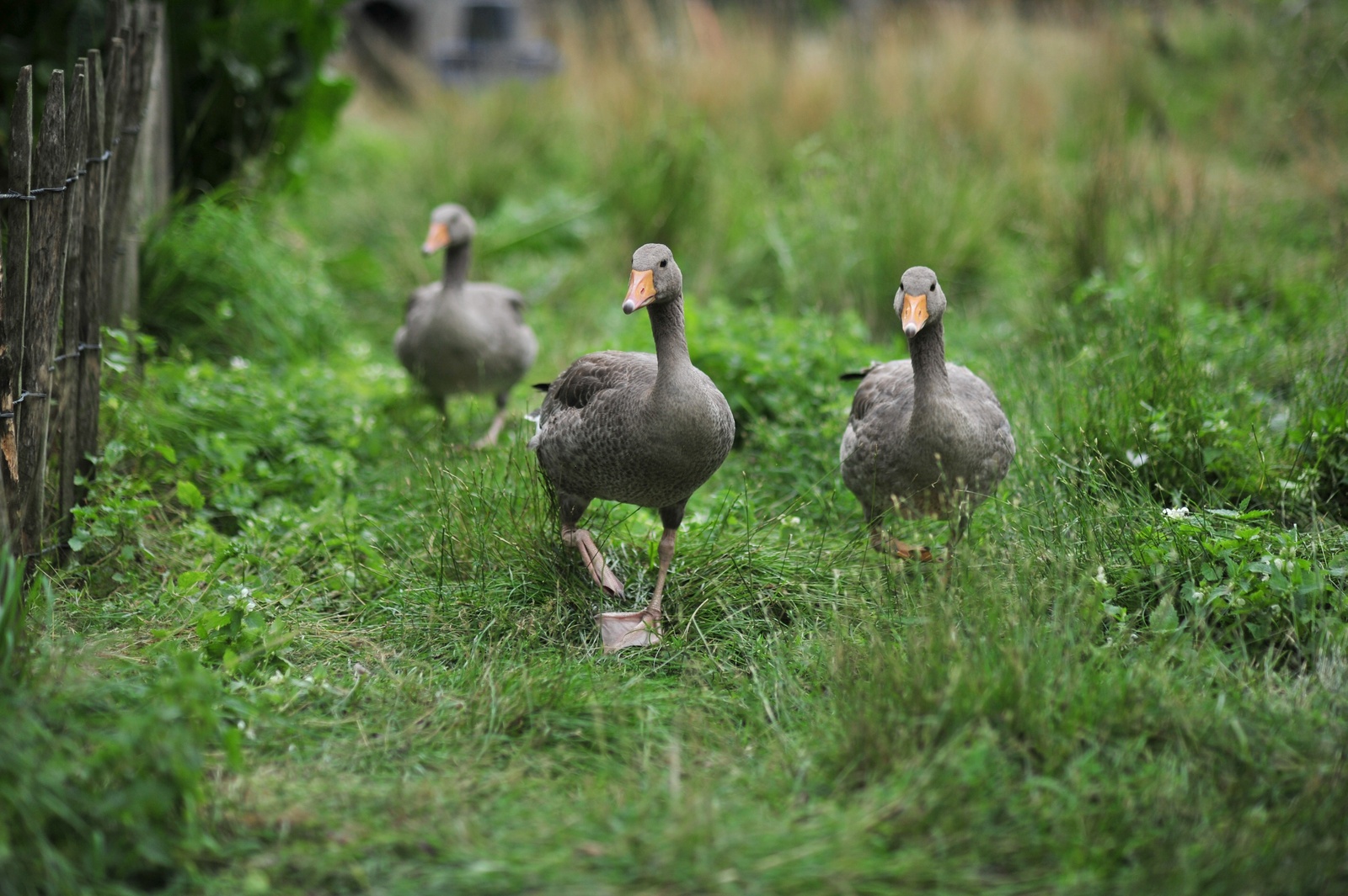 Die Gänse auf der Wiese
