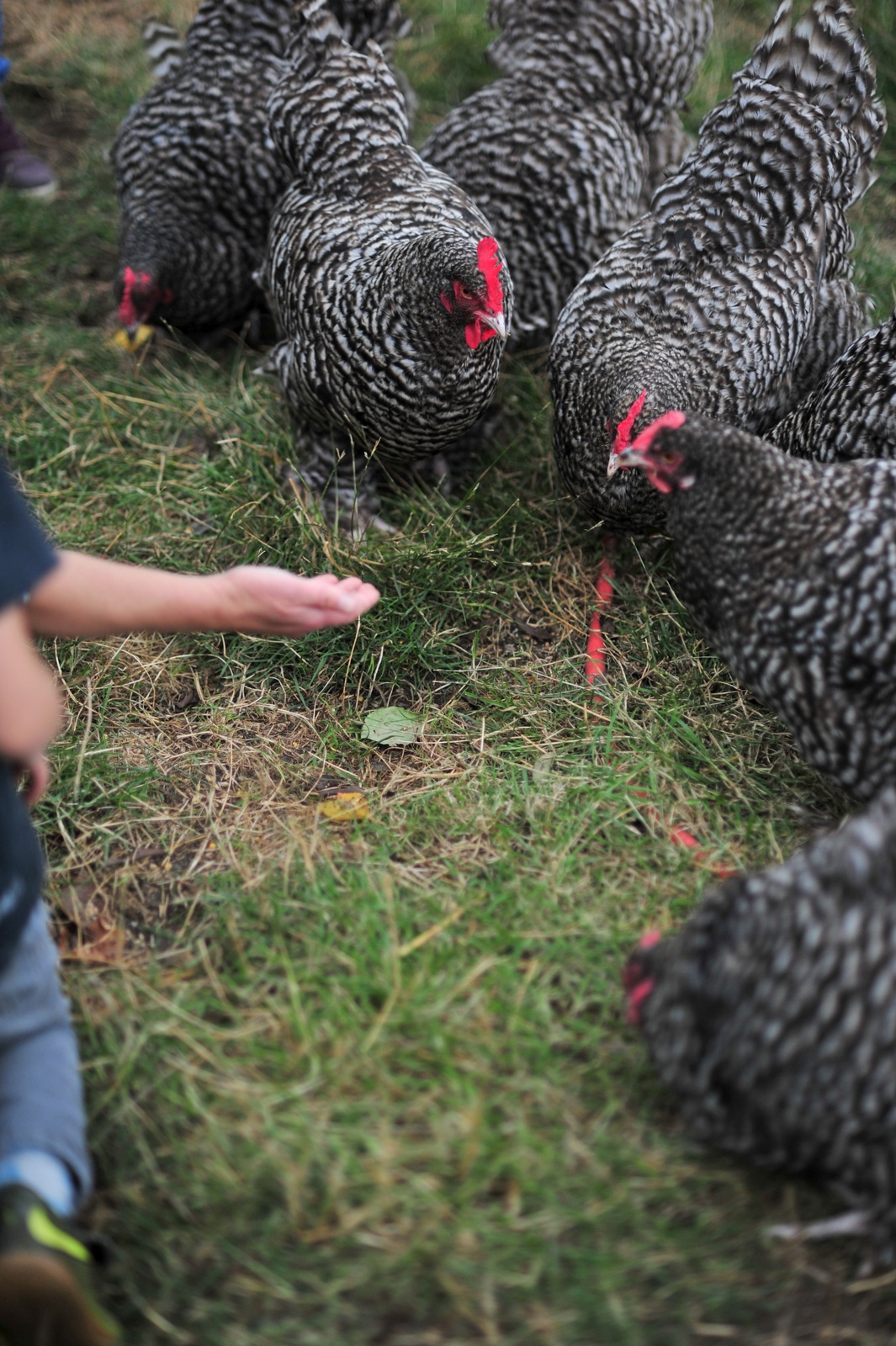 Die Hühner ganz nah 