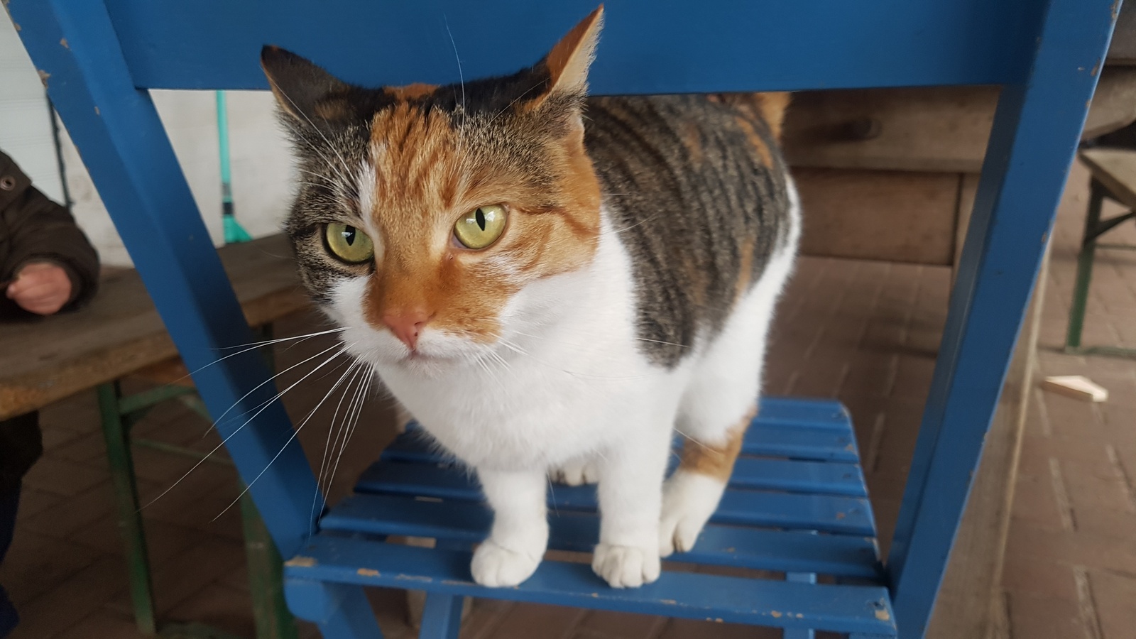 Die Katze | auch ein tierischer Begleiter