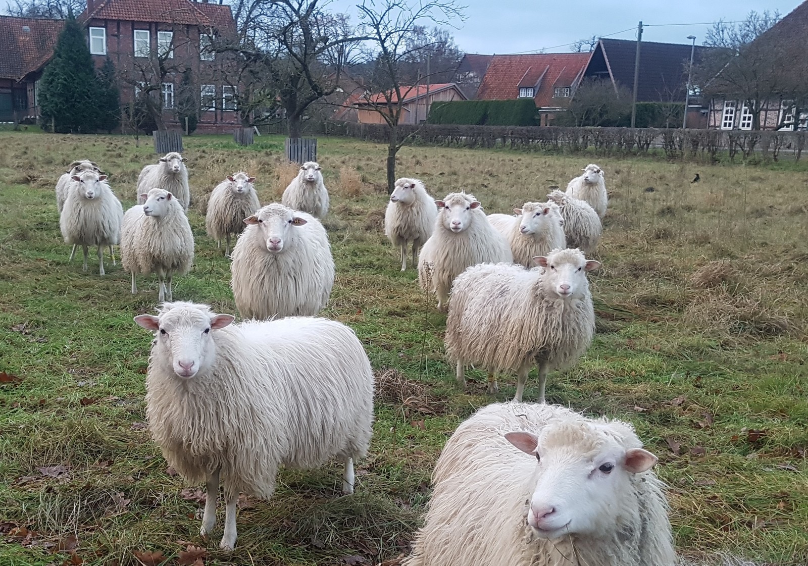 Die Schafe auf der Wiese zum Beobachten und Streicheln